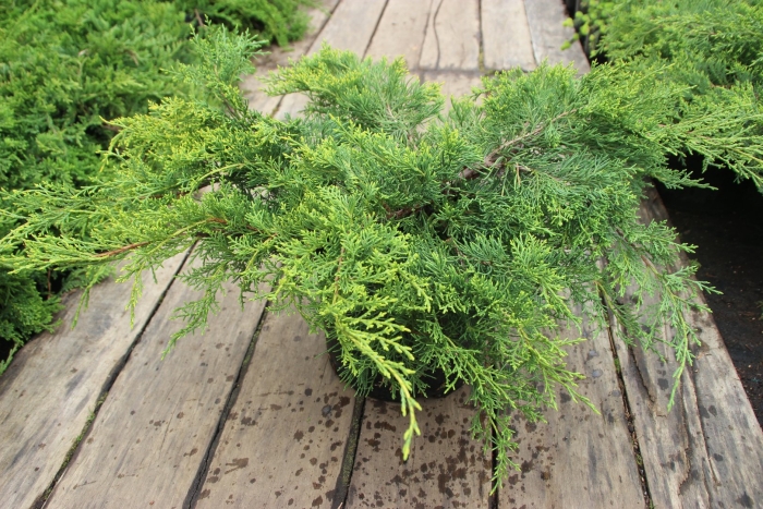 Пфитцериана ауреа можжевельник