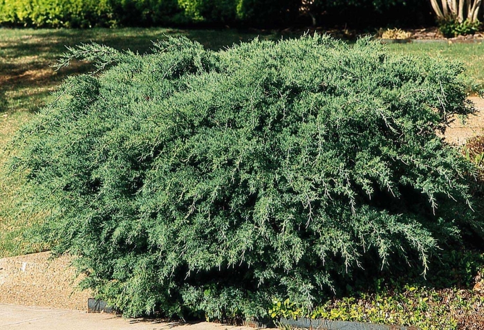 Можжевельник обыкновенный дерево