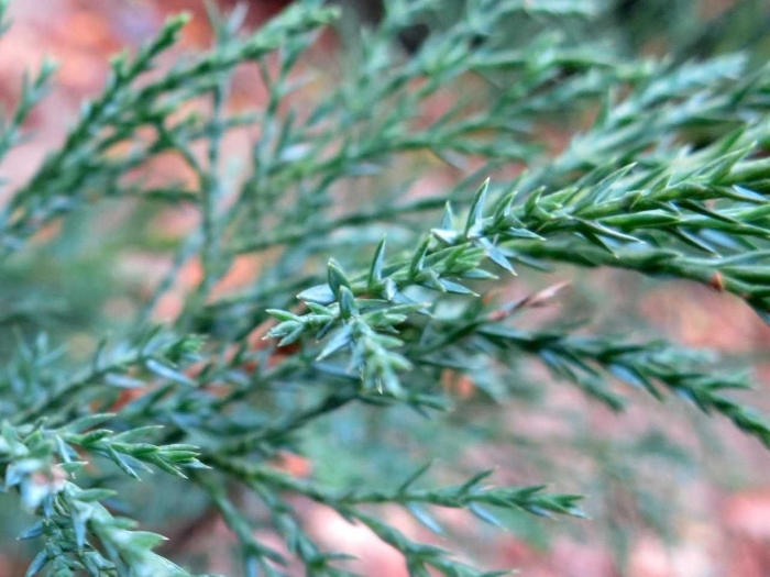 Пфитцериана глаука можжевельник