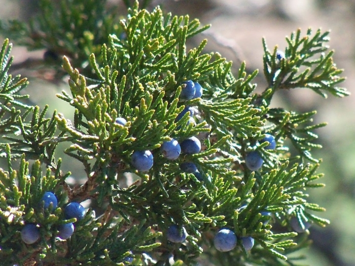 Можжевельник высокий juniperus excelsa