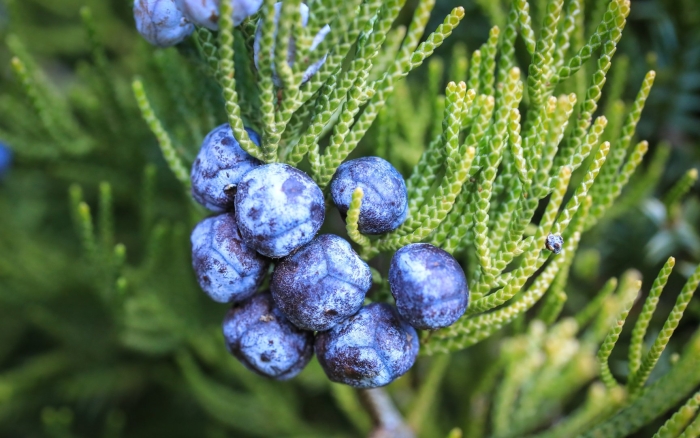 Шишкоягода можжевельника