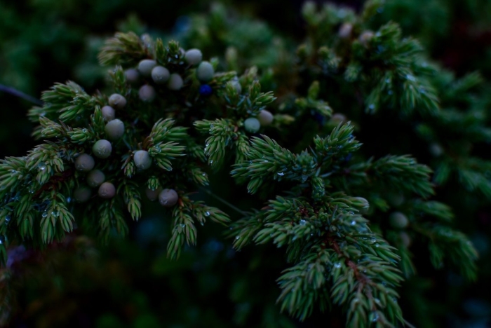 Можжевельник лесной