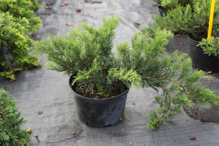 Tamariscifolia можжевельник казацкий