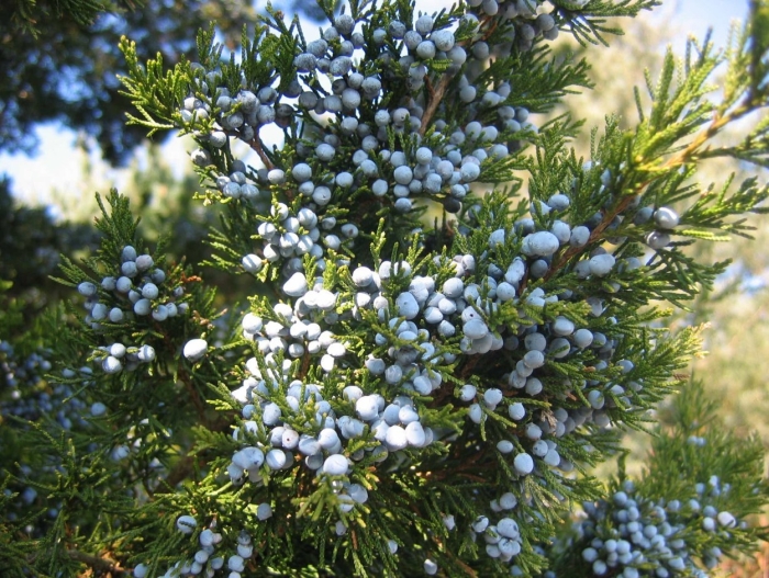 Можжевельник саржента