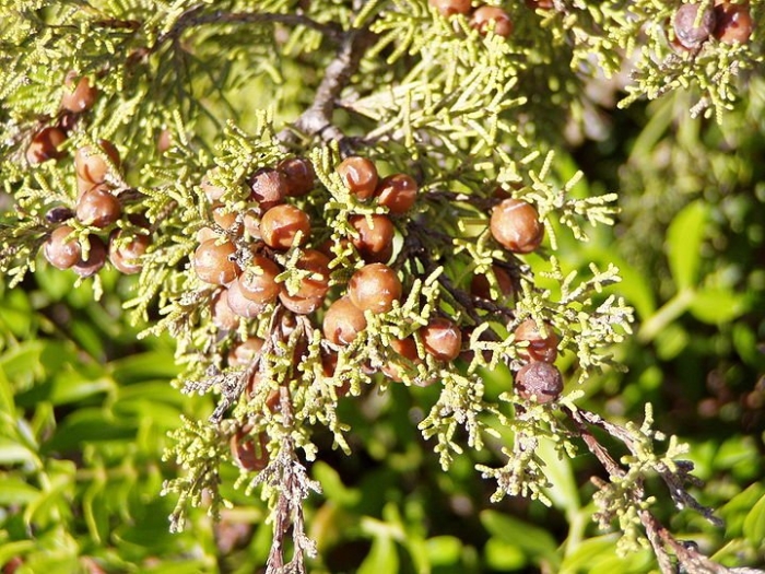 Можжевельник juniperus phoenicea