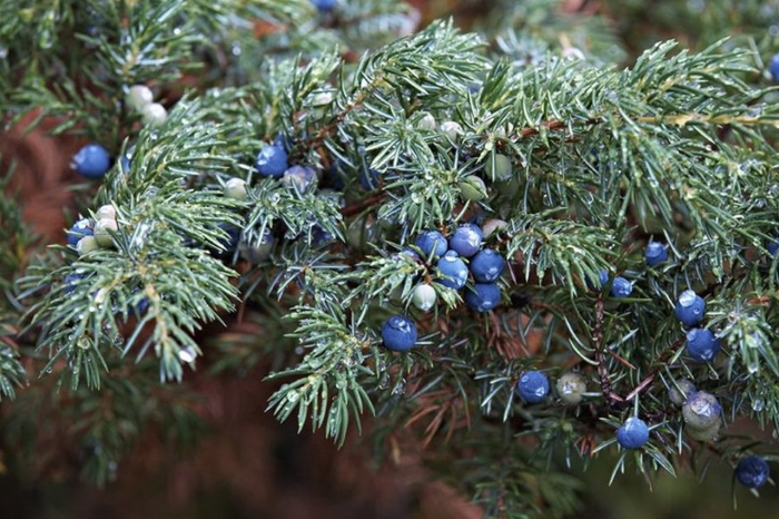 Можжевельник обыкновенный верес