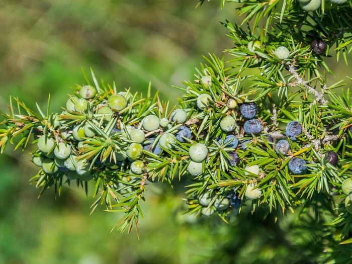 Можжевельник juniperus communis