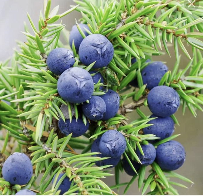 Можжевельник обыкновенный плоды