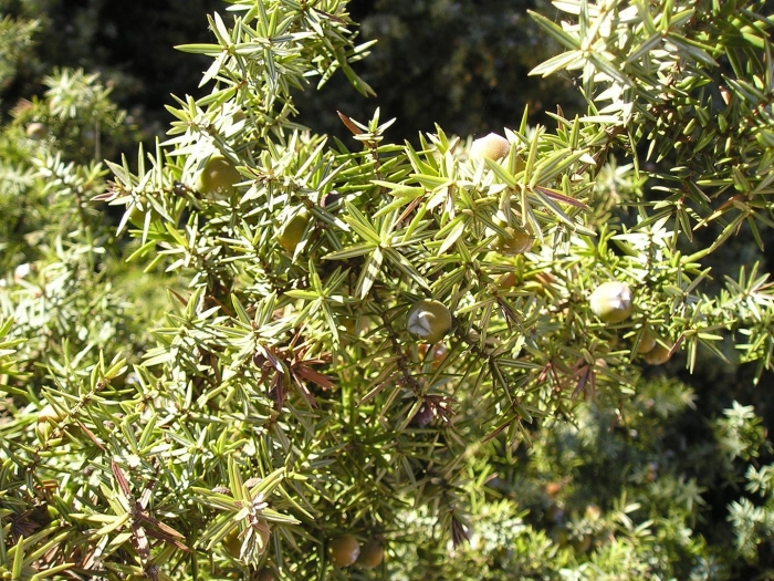 Juniperus obionga