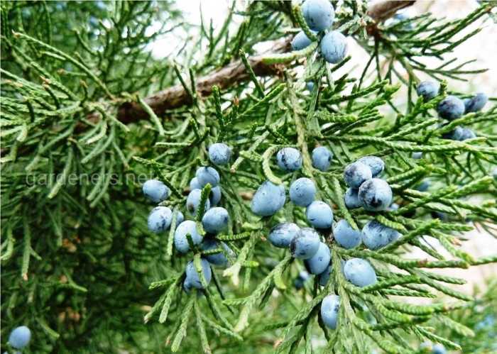 Можжевельник казацкий шишкоягоды