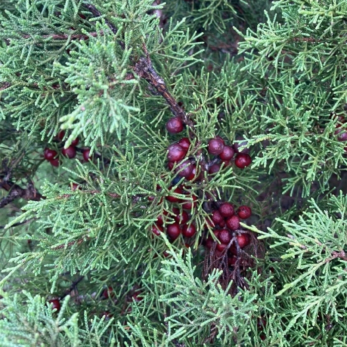 Juniperus turkestanica