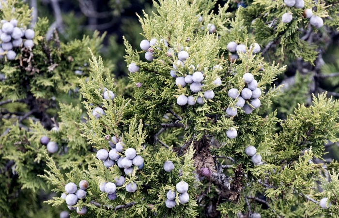 Можжевельник обыкновенный 'columnaris'