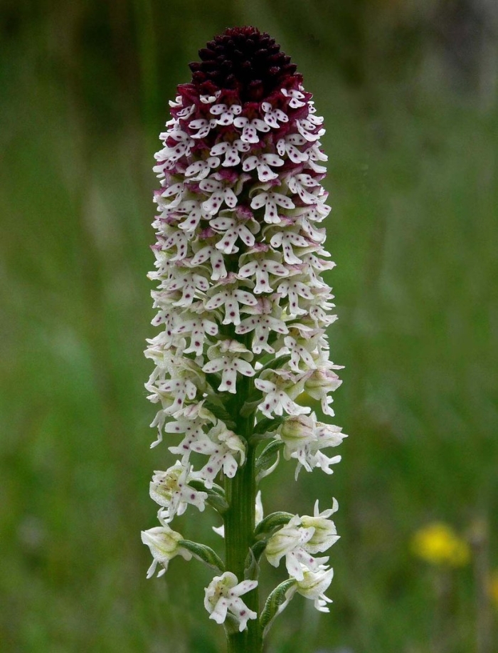 Ятрышник обожженный