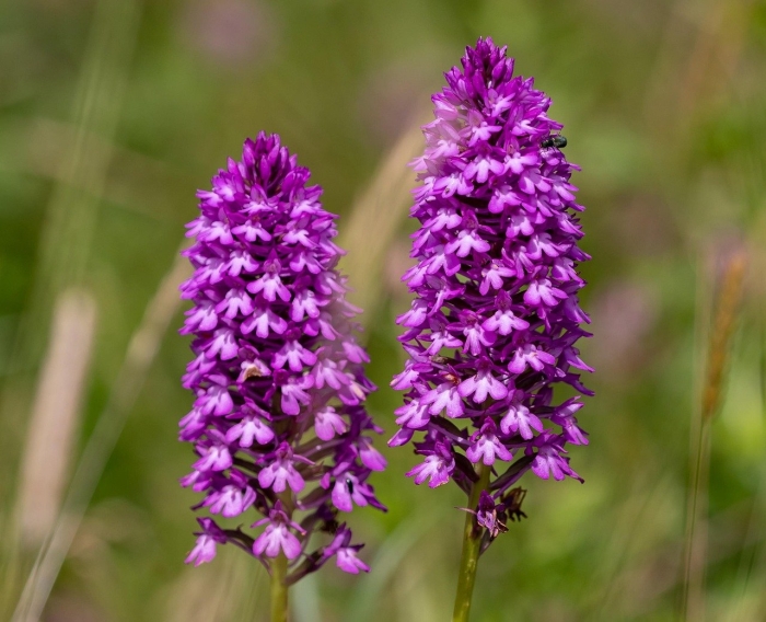 Pyramidal orchid