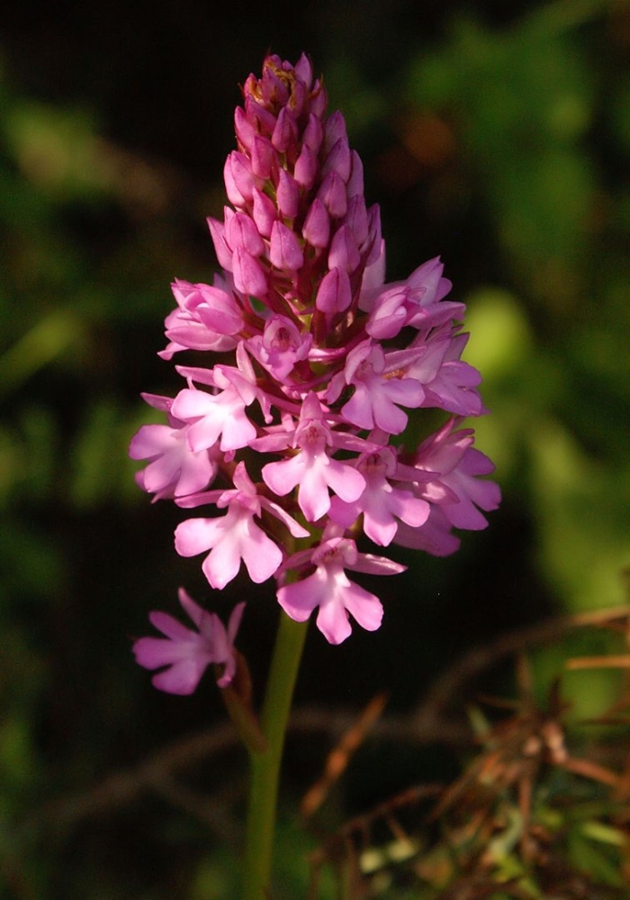 Anacamptis pyramidalis