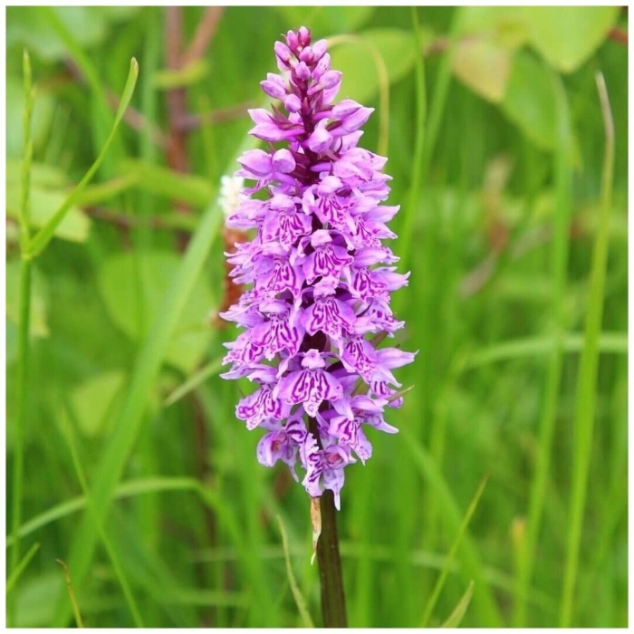 Ятрышник пальчатокоренник пятнистый