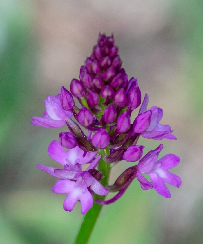 Анакамптис пирамидальный