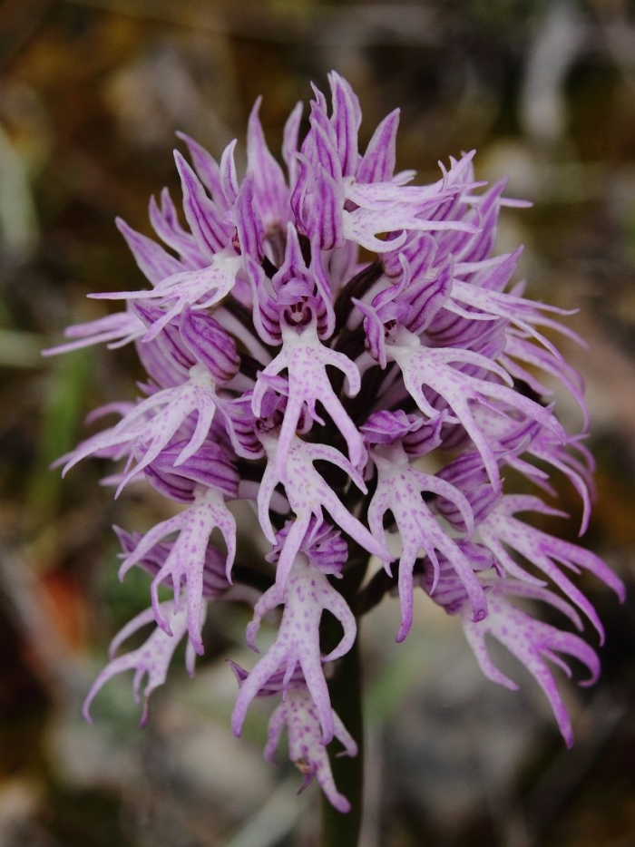 Orchis italica