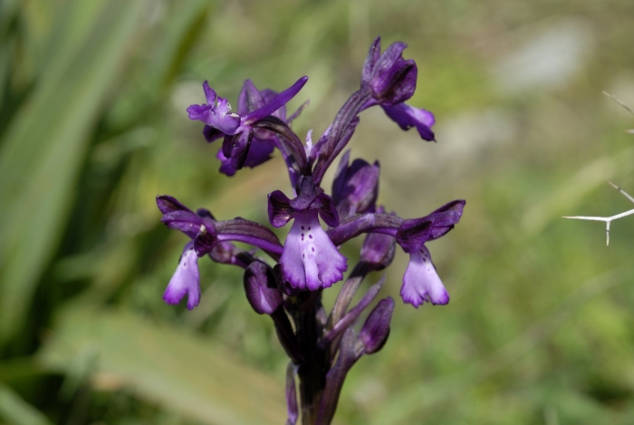 Ятрышник итальянский (orchis italica)
