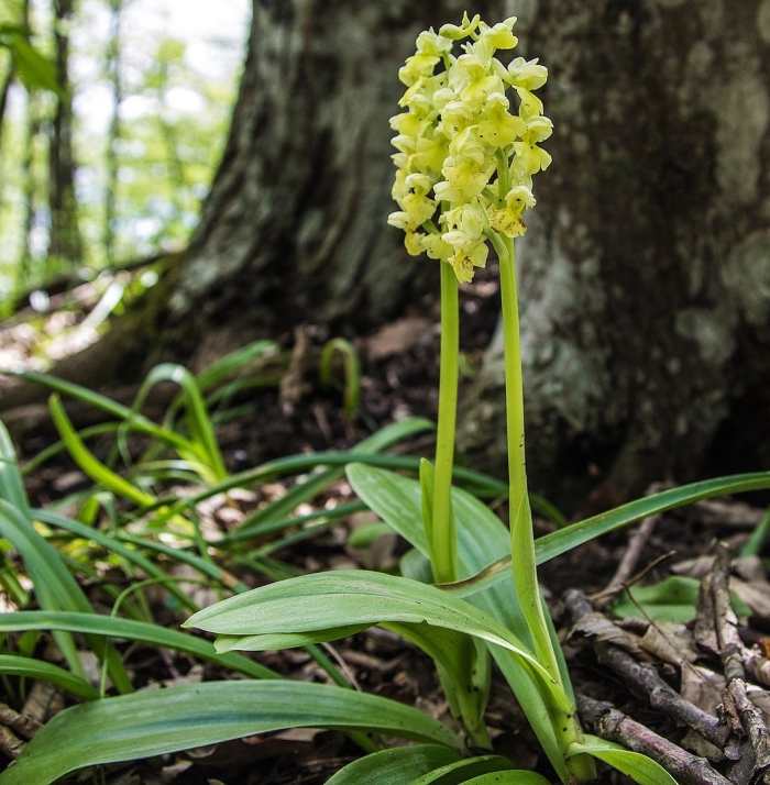 Ятрышник бледный orchis pallens
