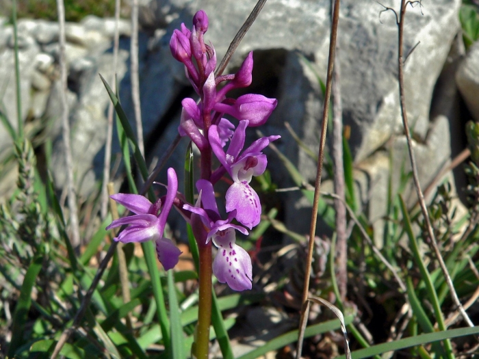 Orchis mascula