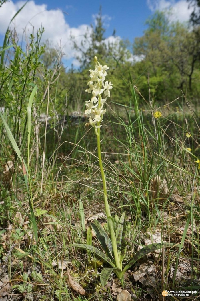 Ятрышник растение