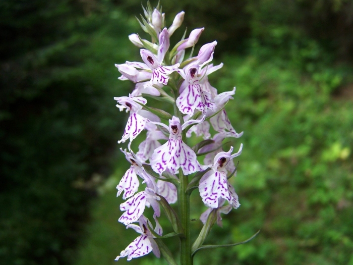 Dactylorhiza fuchsii