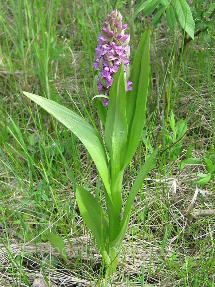 Орхидея ятрышник