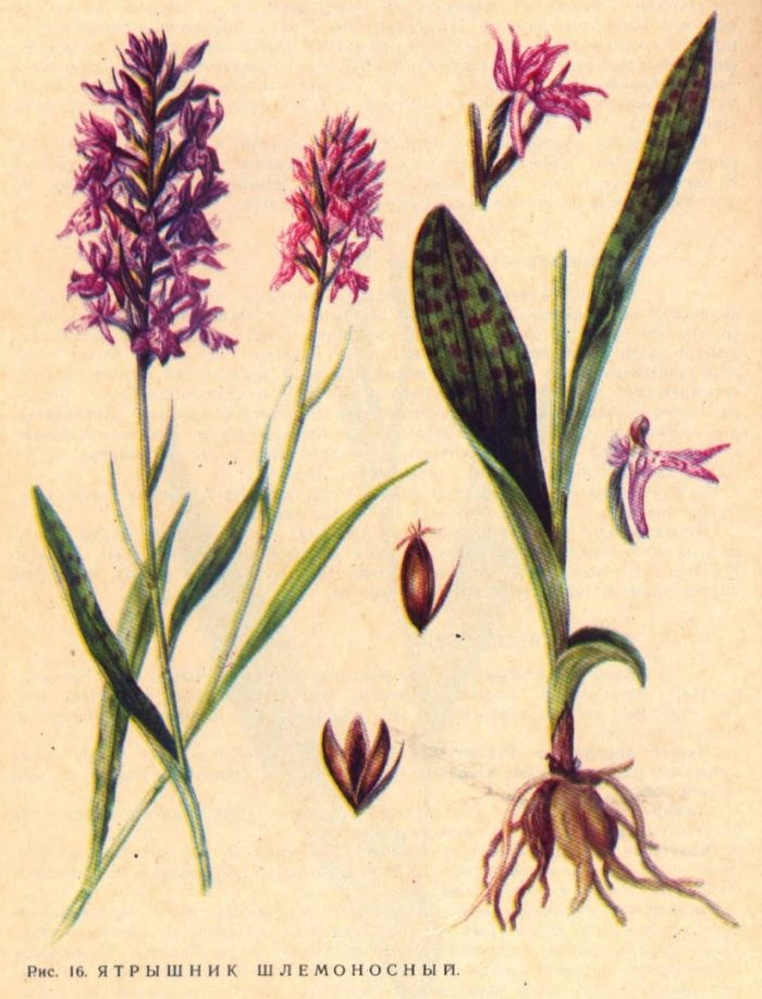 Ятрышник кукушкины слезки