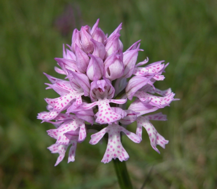 Лесные орхидеи ятрышник