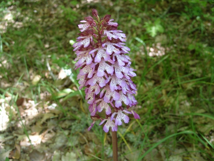 Ятрышник пурпурный (orchis purpurea)