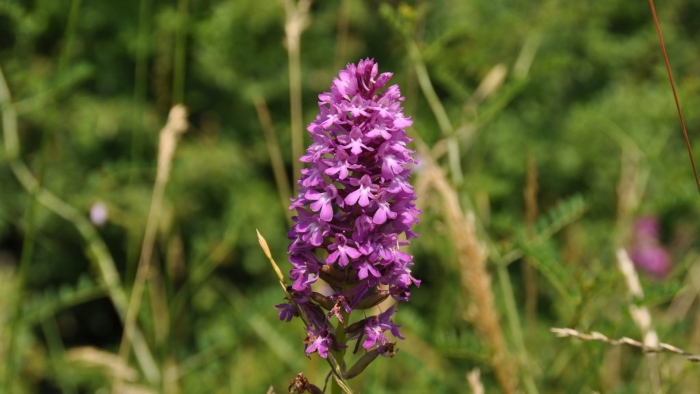 Ятрышник шлемоносный