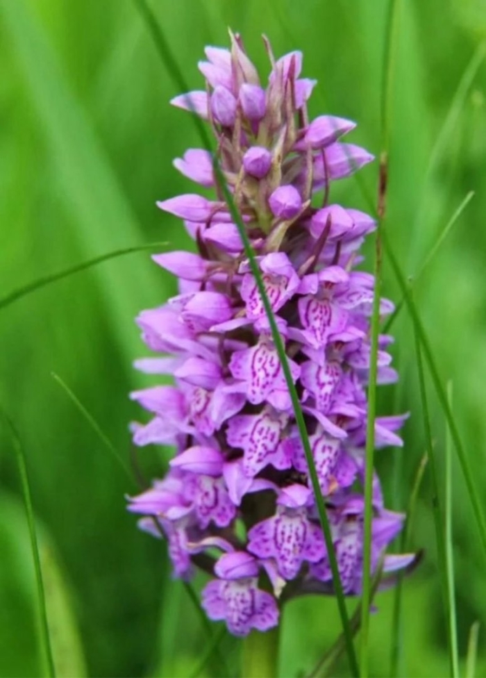 Северная орхидея ятрышник