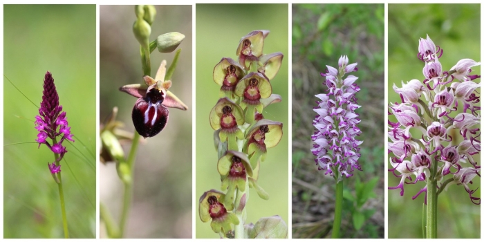 Орхидея офрис кавказская