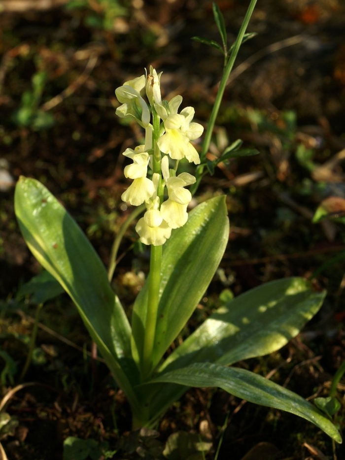 Orchis pallens