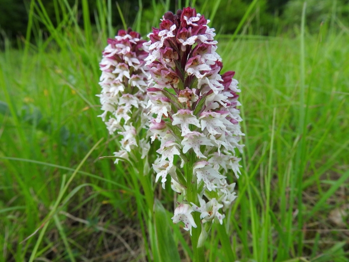 Orchis ustulata