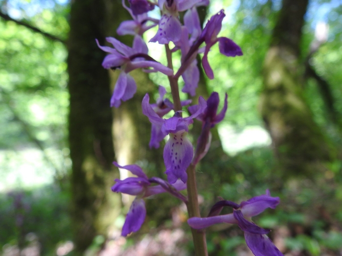 Orchis monatsschrift der deutschen gesellschaft für orchideenkunde