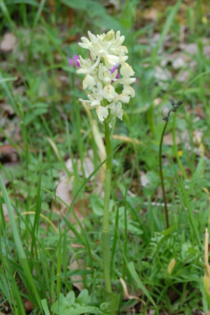 Orchis provincialis