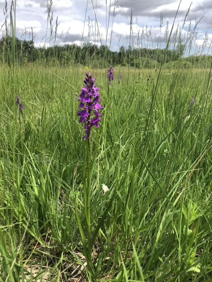 Ятрышник болотный