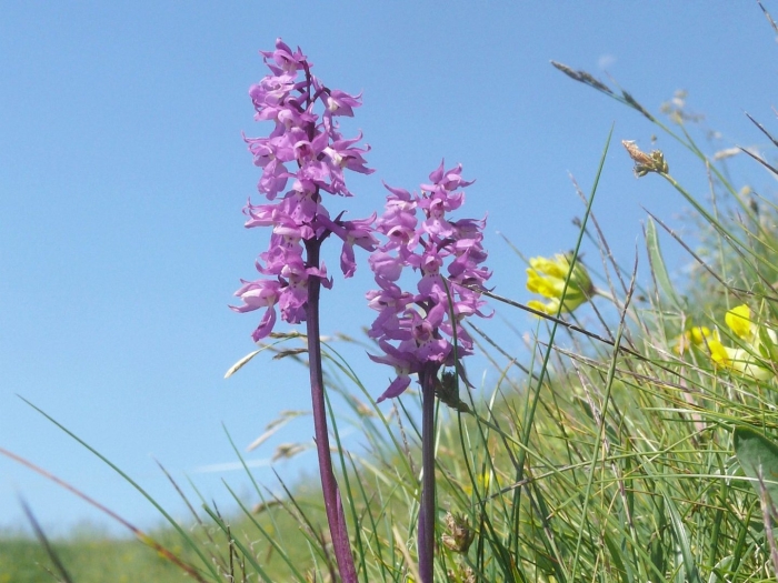 Крымская орхидея ятрышник