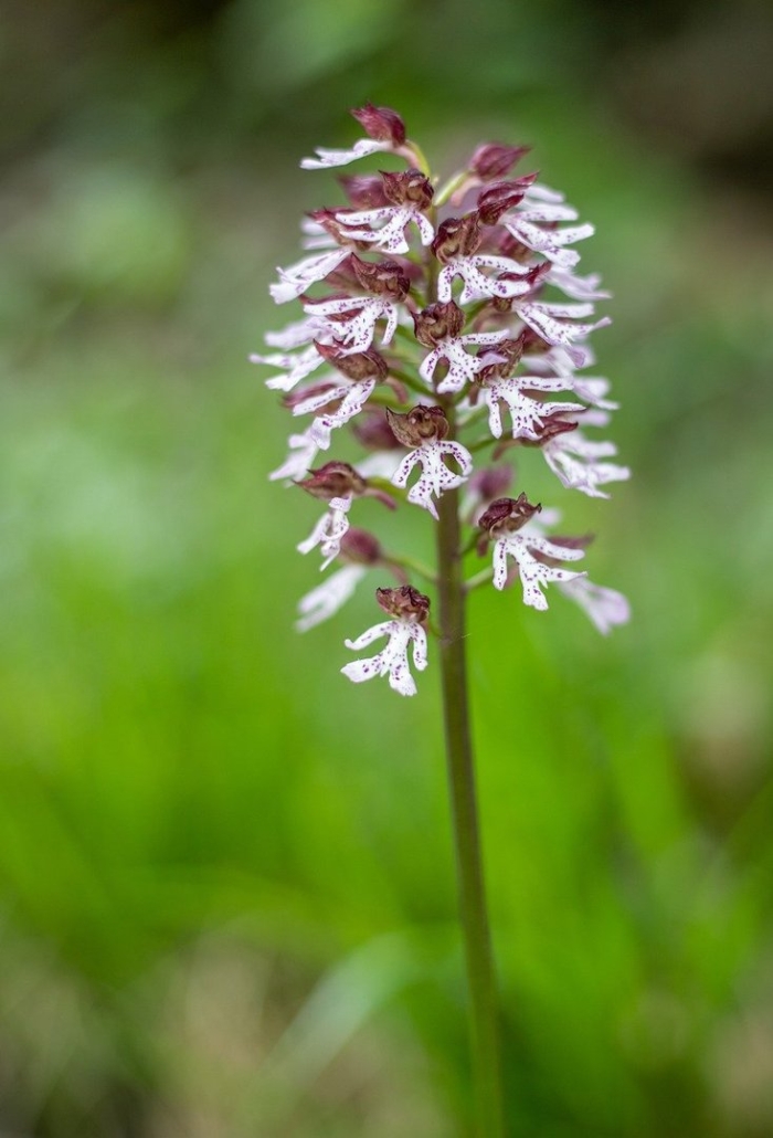 Orchis purpurea