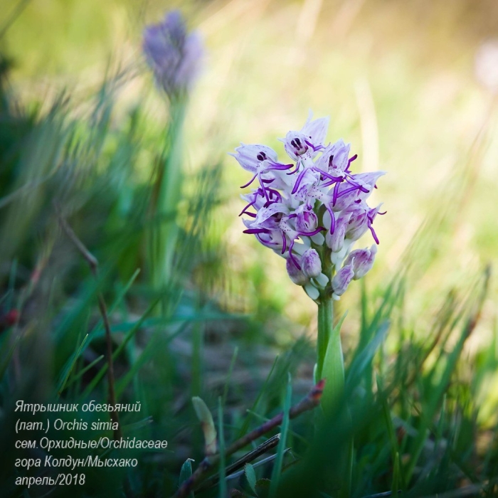 Дикая орхидея ятрышник