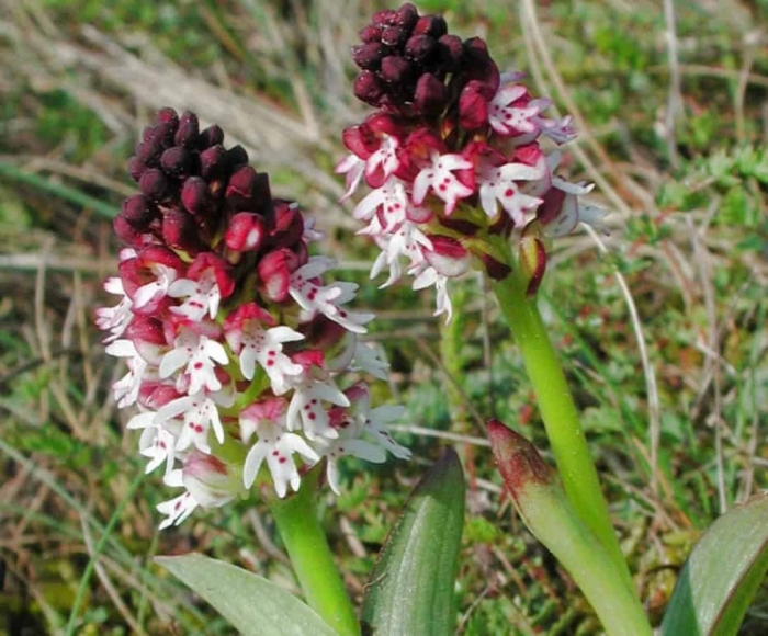 Ятрышник цветок