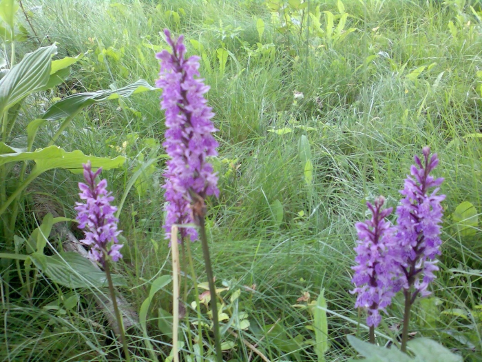 Ятрышник пурпурный