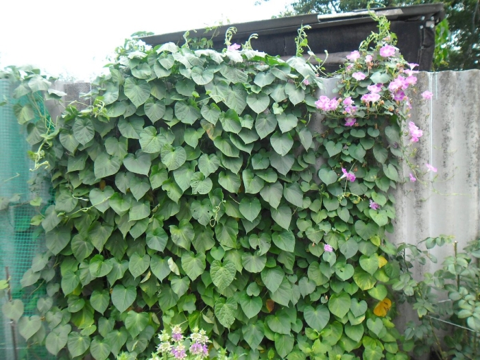 Однолетняя лиана кобея