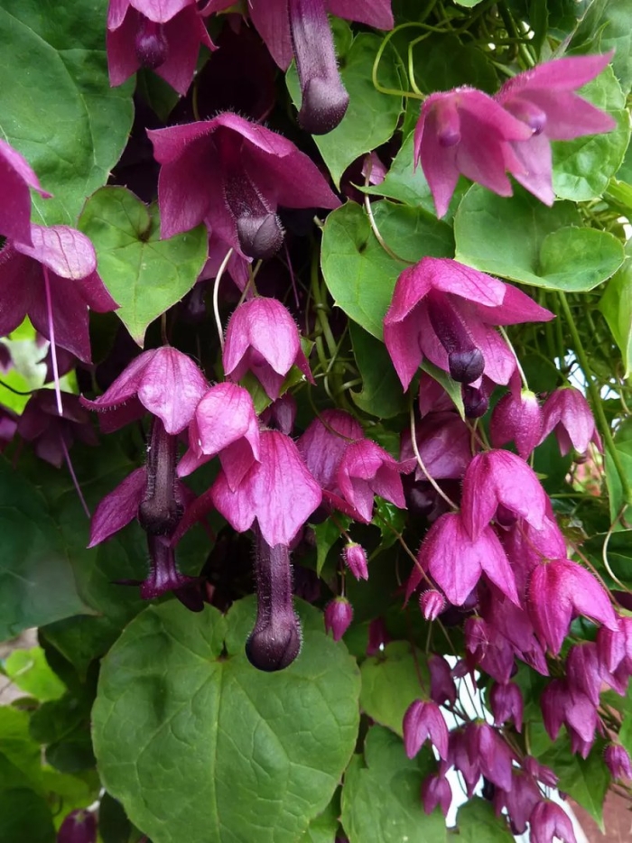 Родохитон пурпурные фонарики