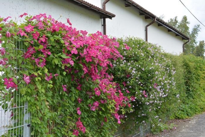 Клематис живая изгородь