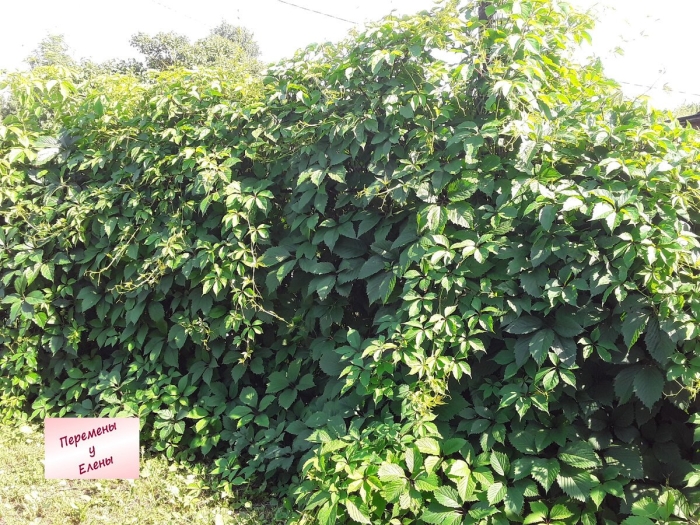 Вьющиеся растения для забора многолетние