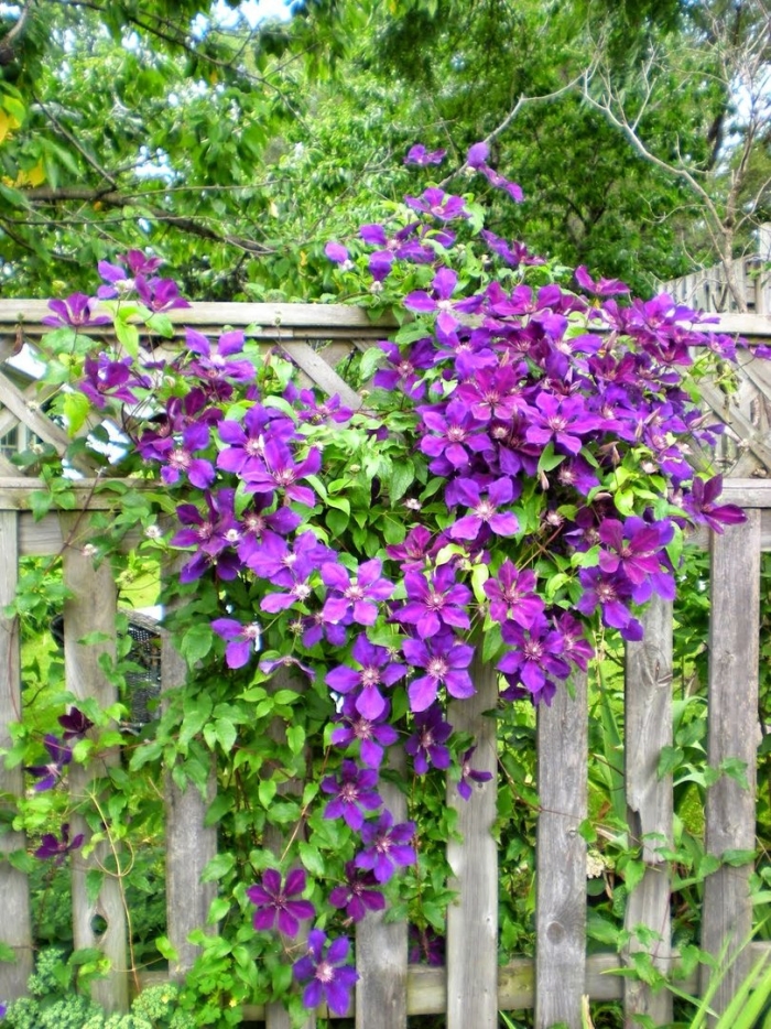 Клематис плетущийся