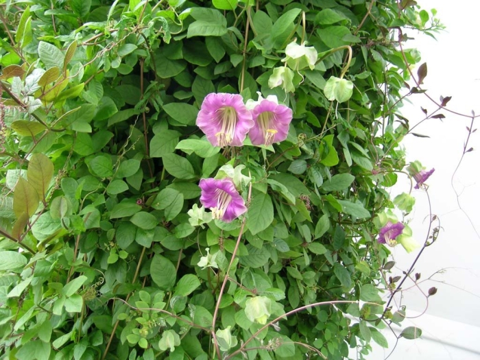 Лиана кобея